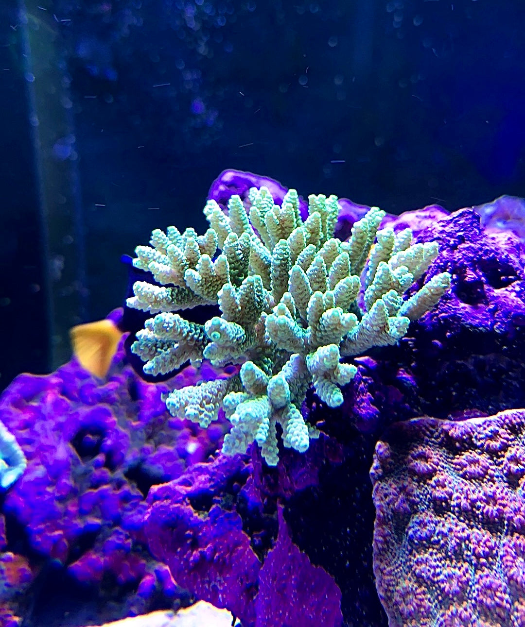 Acropora Sp. #0701
