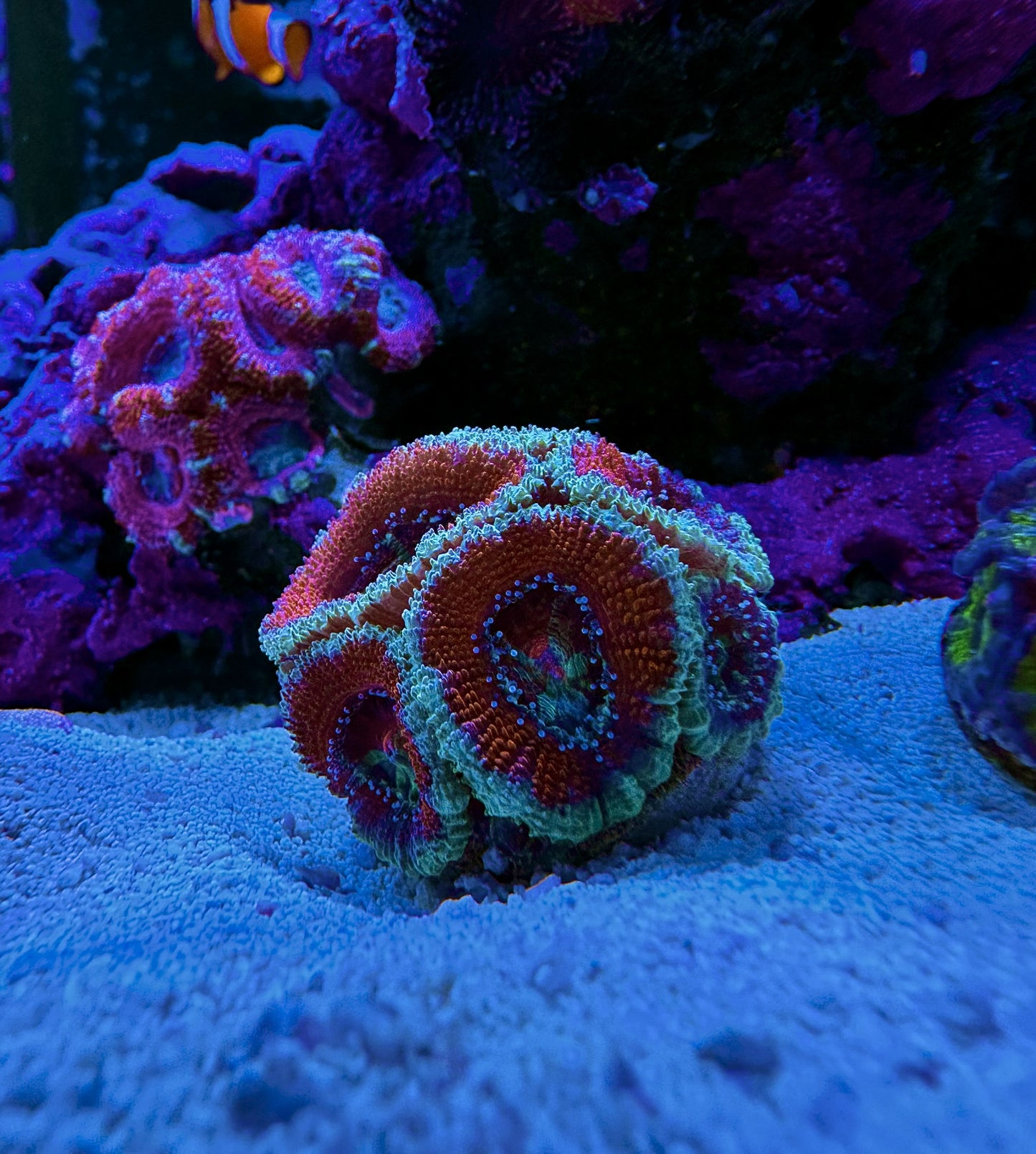 Acan
