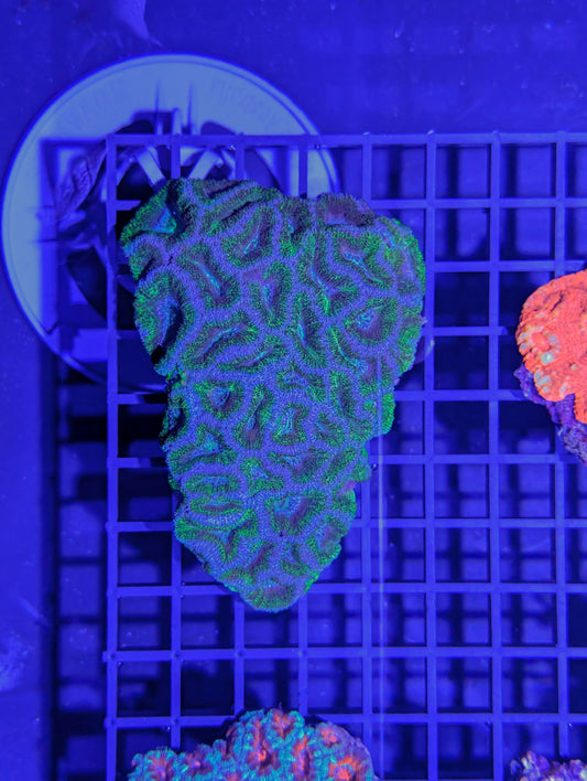 Acan #0702