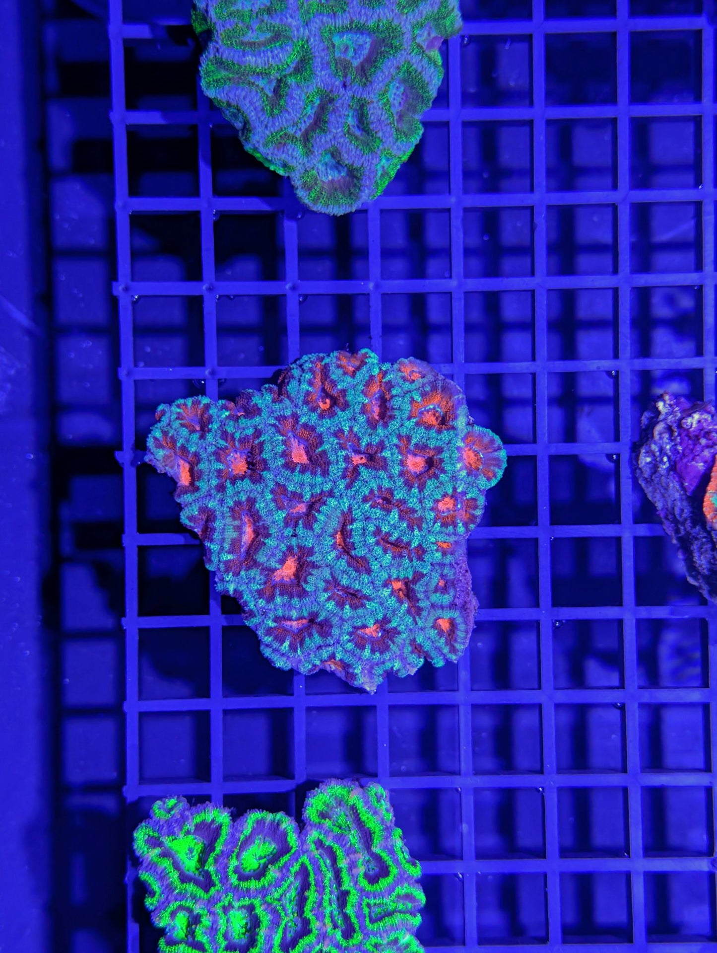Acan #0701