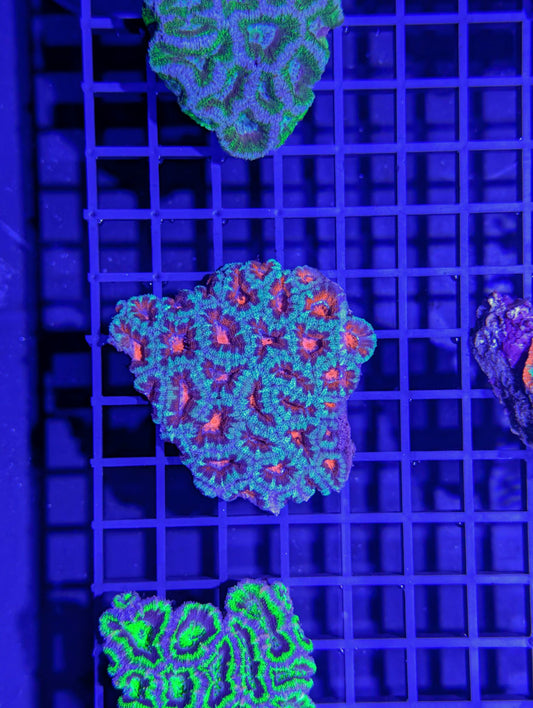 Acan #0701
