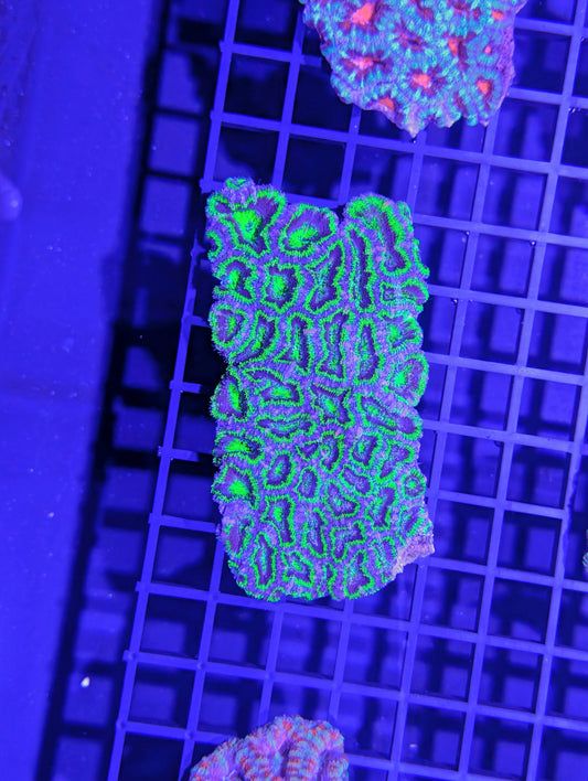 Acan #0703
