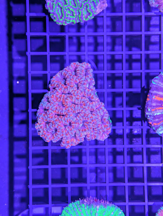 Acan #0704