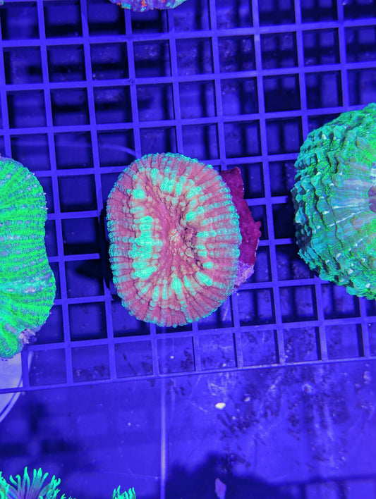 Scolymia vitiensis #0702
