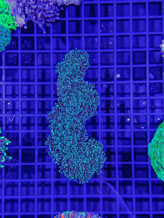 Frogspawn #0701