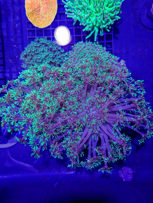 Goniopora #0701