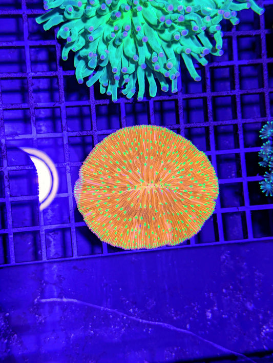 Fungia #0701