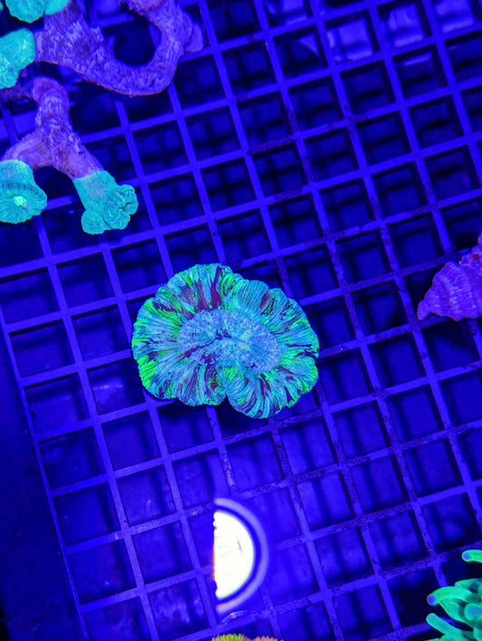Trachyphyllia #0701